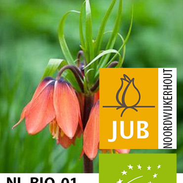 X   10 BIO FRITILLARIA EARLY DREAM 15/18