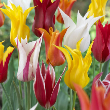 X 100 TULIPA LELIEBLOEMIG MIX 11/12
