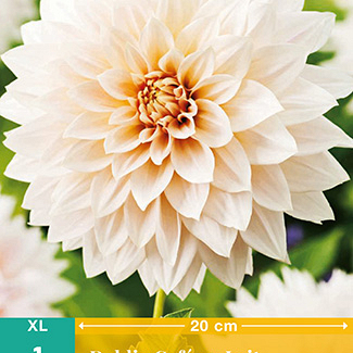 X 1 DAHLIA CAFÉ AU LAIT I