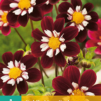X 1 DAHLIA MARY EVELYN I