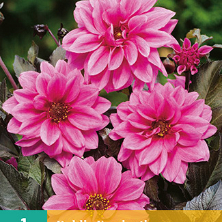 X 1 DAHLIA FASCINATION I