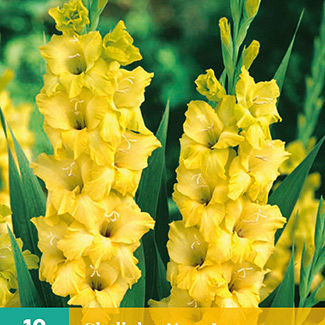 X 10 GLADIOLUS NOVA LUX 12/14