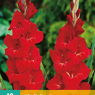 X 10 GLADIOLUS OSCAR 12/14