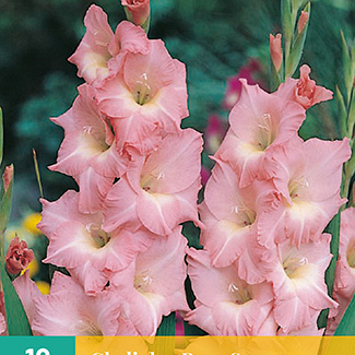X 10 GLADIOLUS ROSE SUPREME 12/14