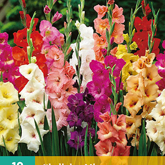 X 10 GLADIOLUS MIX 12/14