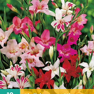 X 10 GLADIOLUS NANUS MIX 8/9