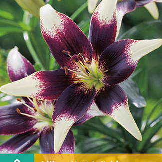 X 2 LILIUM NETTYS PRIDE 14/16