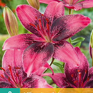 X 2 LILIUM PURPLE DREAM 14/16