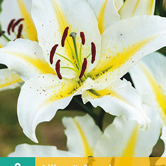X 2 LILIUM BAFERRARI 14/16