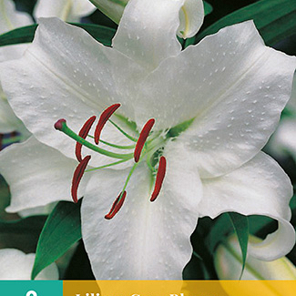 X 2 LILIUM CASA BLANCA 14/16