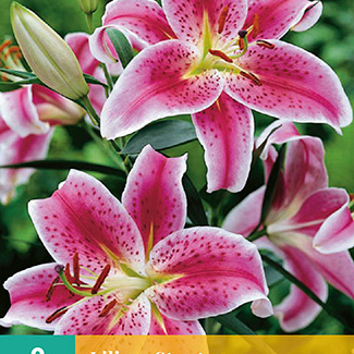 X 2 LILIUM STARGAZER 14/16