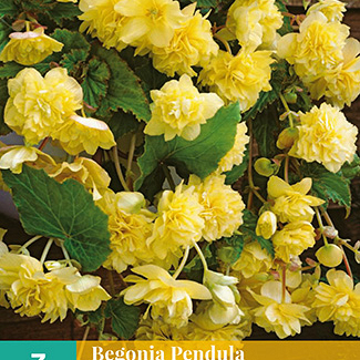 X 3 BEGONIA PENDULA GEEL 4/5