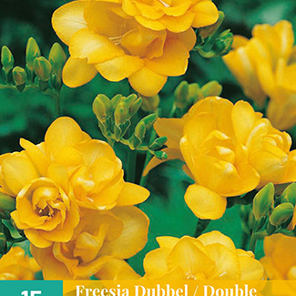 X 15 FREESIA DUBBEL GEEL 5/+