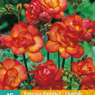 X 15 FREESIA DUBBEL ROOD 5/+