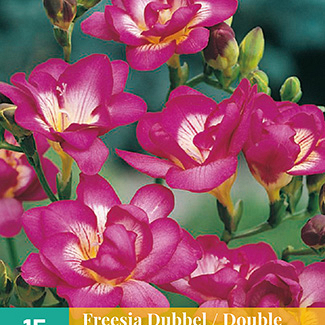 X 15 FREESIA DUBBEL ROZE 5/+