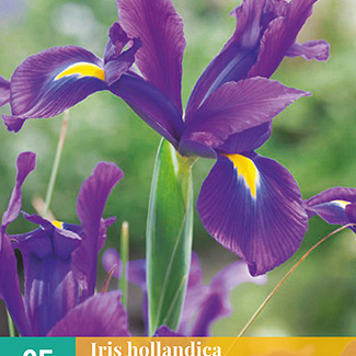 X 25 IRIS HOLLANDICA BLAUW VJ 7/8