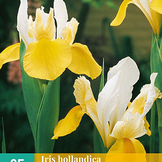 X 25 IRIS HOLLANDICA SYMPHONY 7/8