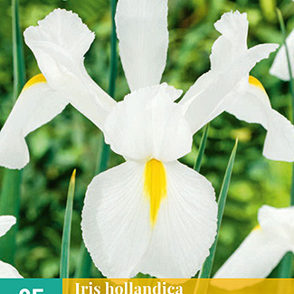 X 25 IRIS HOLLANDICA WIT VJ 7/8