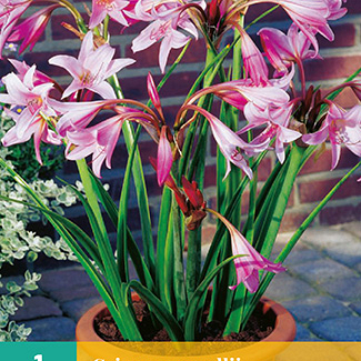 X   1 CRINUM POWELLII 20/24