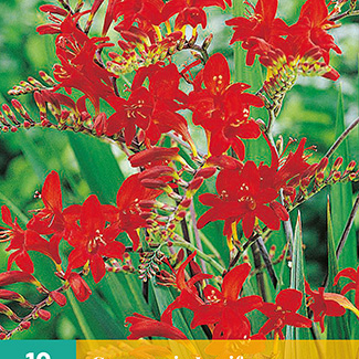 X 10 CROCOSMIA LUCIFER 10/+