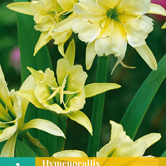 X   1 HYMENOCALLIS SULPHUR QUEEN 14/16