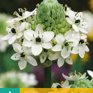 X   1 ORNITHOGALUM SAUNDERSIAE 18/+