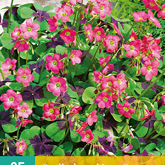 X 25 OXALIS DEPPEI IRON CROSS 4/5