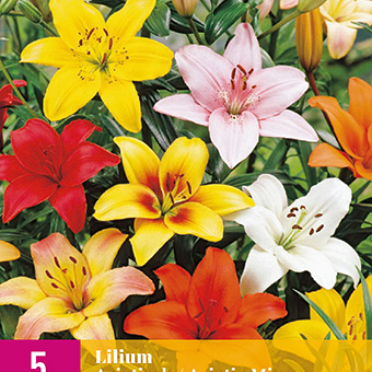 X 5 LILIUM AZIATISCH MIX VJ 14/16