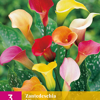 X 3 ZANTEDESCHIA MIX 14/16