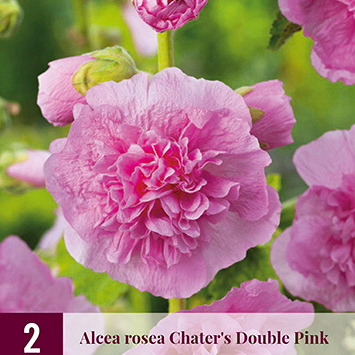 X 2 ALCEA ROSEA CHATERS DOUBLE PINK I