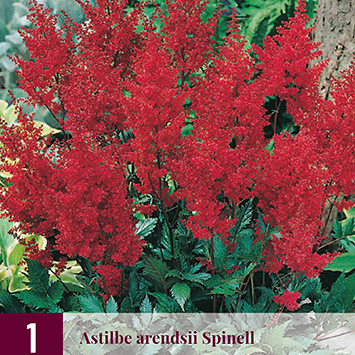 X 1 ASTILBE ARENDSII SPINELL 2/3