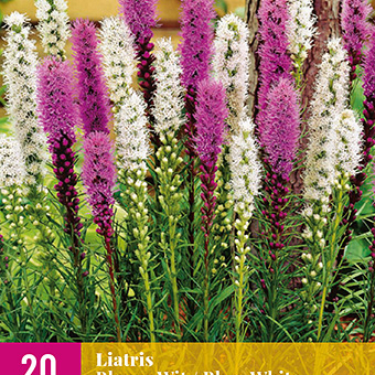 X 20 LIATRIS BLAUW - WIT 10/12