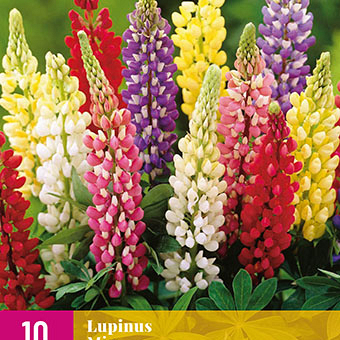 X 10 LUPINUS MIX I