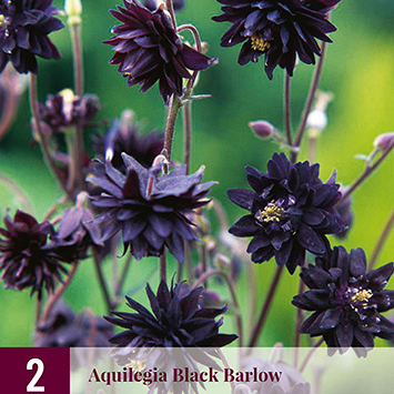X 2 AQUILEGIA BLACK BARLOW I