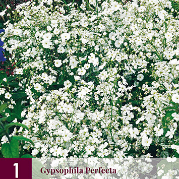 X 1 GYPSOPHILA PERFECTA I