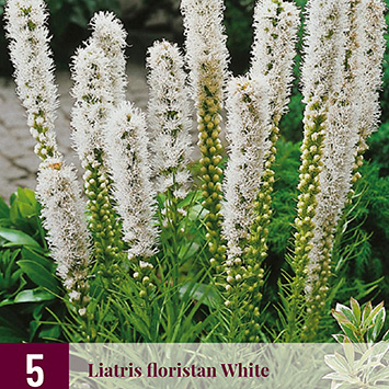 X 5 LIATRIS FLORISTAN WHITE 12/14