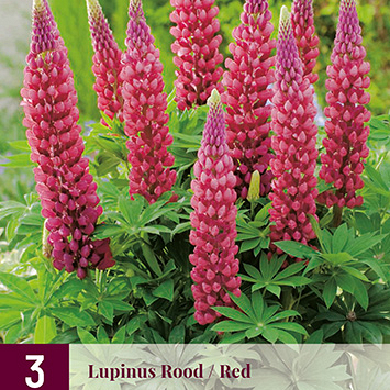 X 3 LUPINUS ROOD I