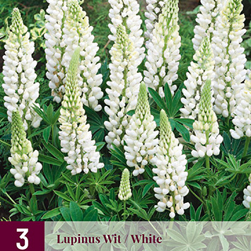X 3 LUPINUS WIT I