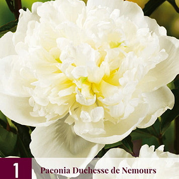 X 1 PAEONIA DUCHESSE DE NEMOURS  2/3