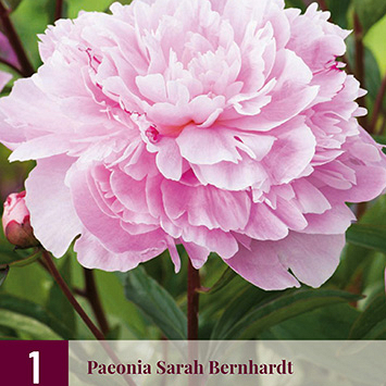 X 1 PAEONIA SARAH BERNHARDT 2/3