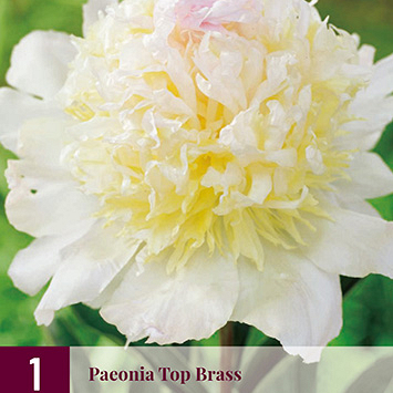 X 1 PAEONIA TOP BRASS 2/3