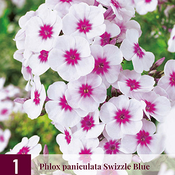 X 1 PHLOX PANICULATA SWIZZLE BLUE I