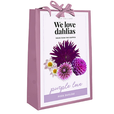 X 1 TAS 4 DAHLIA 'WE LOVE DAHLIAS' PURPLE LOVE I