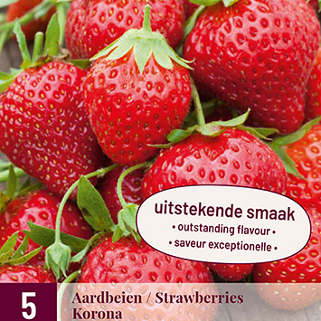 X 5 FRAGARIA / AARDBEIEN KORONA I