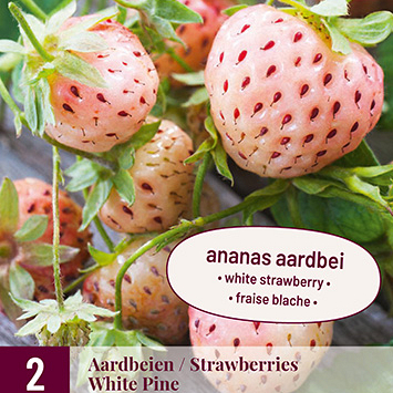 X 2 FRAGARIA / AARDBEIEN WHITE PINE  I