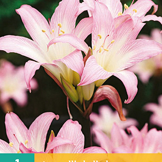 X   1 AMARYLLIS BELLADONNA 20/+