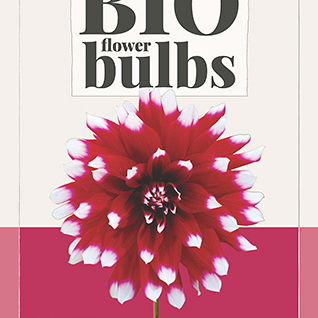 X 1 BIO DAHLIA DUET I