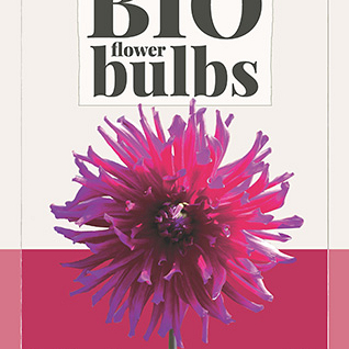X 1 BIO DAHLIA ORFEO I