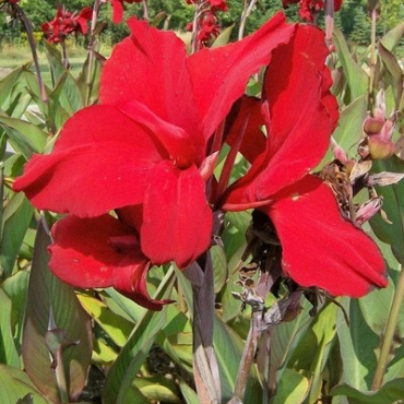 X 25 CANNA RED DAZZLER I