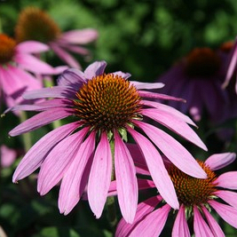 X 25 ECHINACEA PURPUREA  I